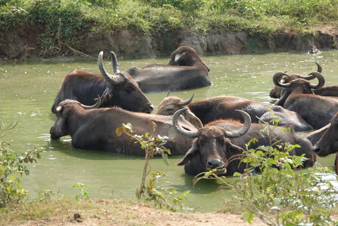 Udawalawe Day Tour